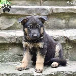 Nickel, German Shepherd Puppy