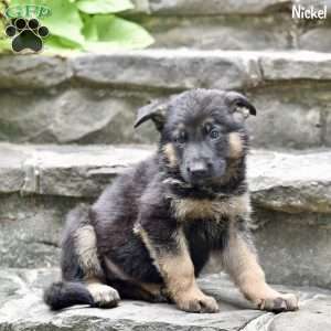 Nickel, German Shepherd Puppy