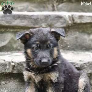 Nickel, German Shepherd Puppy