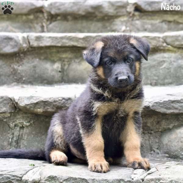 Nacho, German Shepherd Puppy