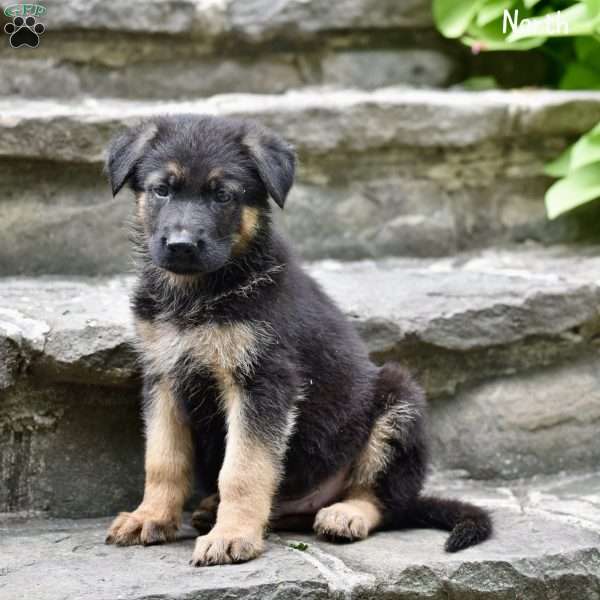 North, German Shepherd Puppy