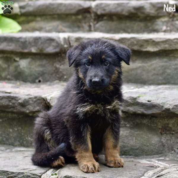 Ned, German Shepherd Puppy