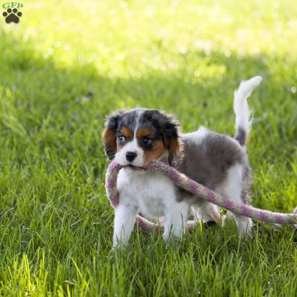 Jace, Cavalier King Charles Spaniel Puppy