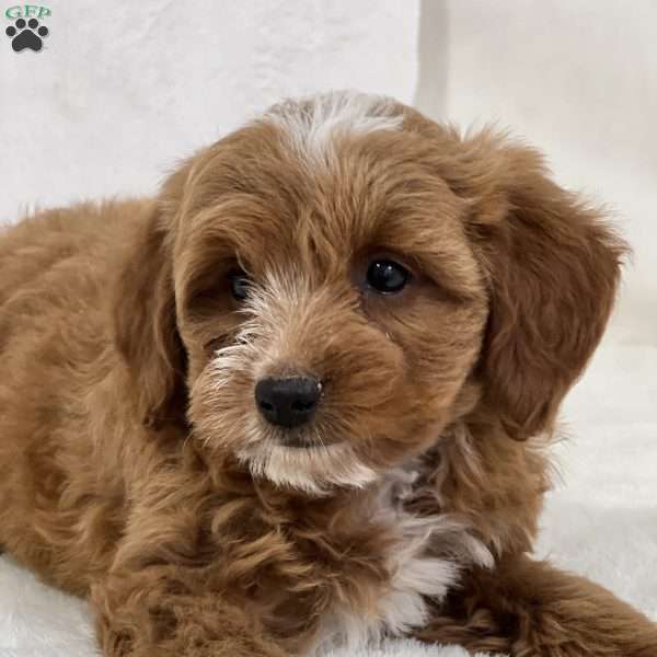 Mazie, Mini Goldendoodle Puppy