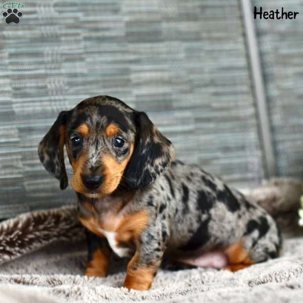 Heather, Dachshund Puppy