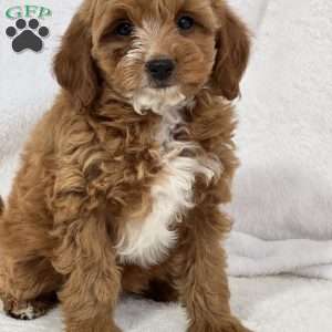 Mazie, Mini Goldendoodle Puppy