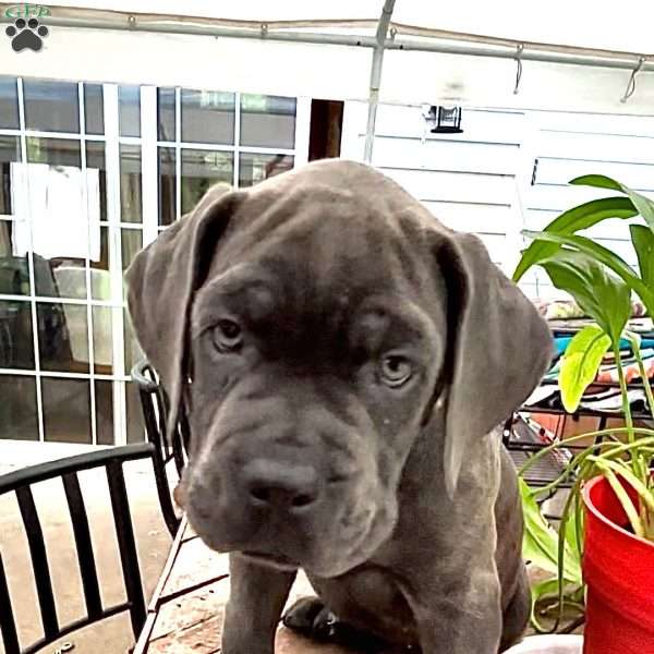 Sweetie, Cane Corso Puppy