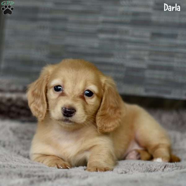 Darla (mini), Dachshund Puppy