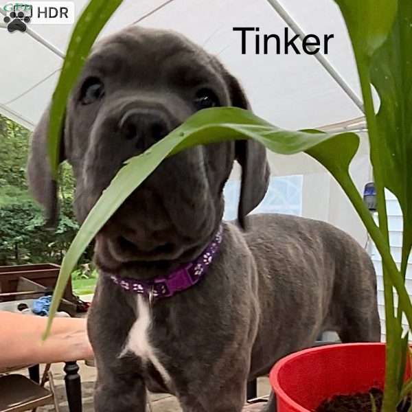 Tinker, Cane Corso Puppy