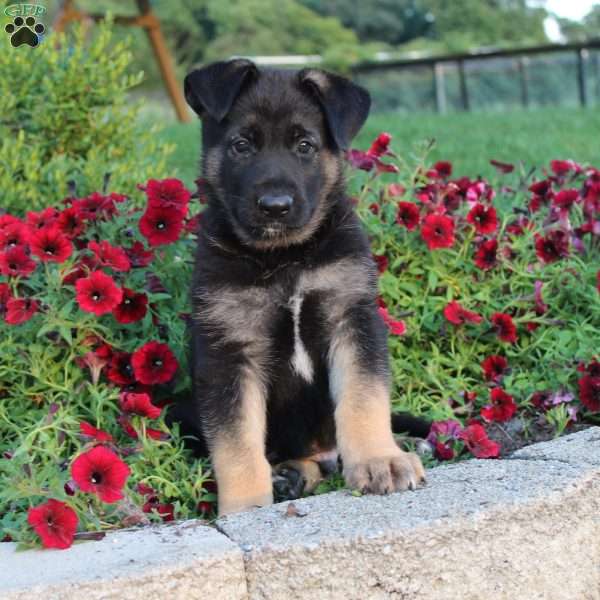 Monty, German Shepherd Puppy