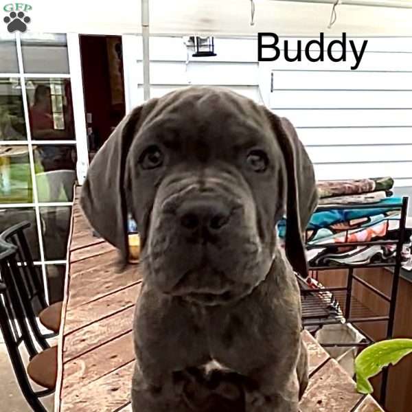 Buddy, Cane Corso Puppy