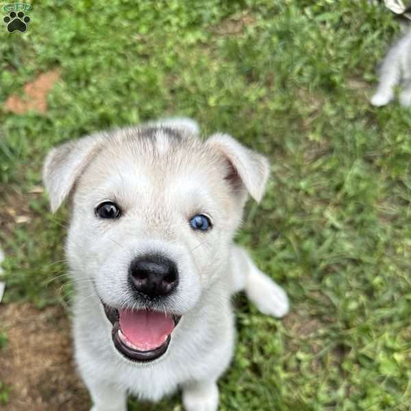 White, German Shepherd Mix Puppy