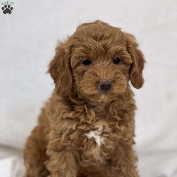 Millie, Mini Goldendoodle Puppy