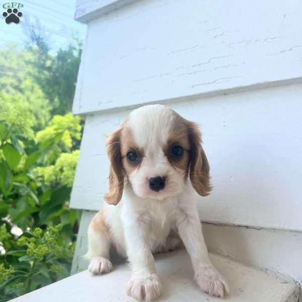 Jimmy, Cavalier King Charles Spaniel Puppy