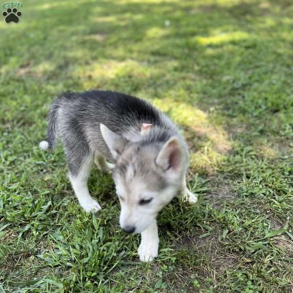 Pink, German Shepherd Mix Puppy