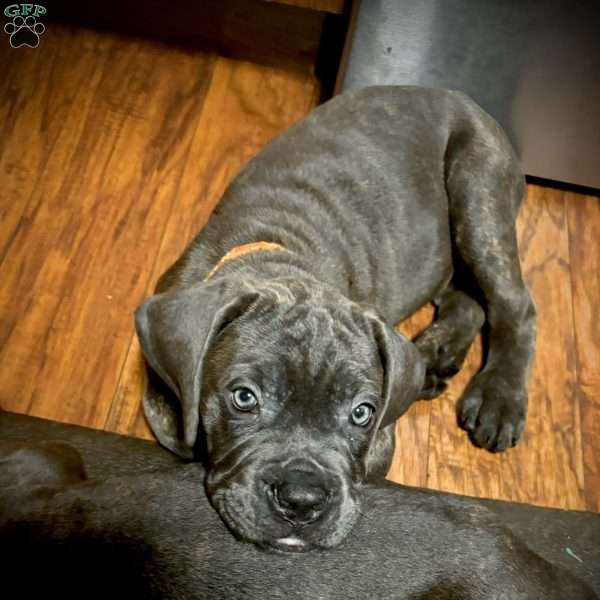 Popsicle, Cane Corso Puppy