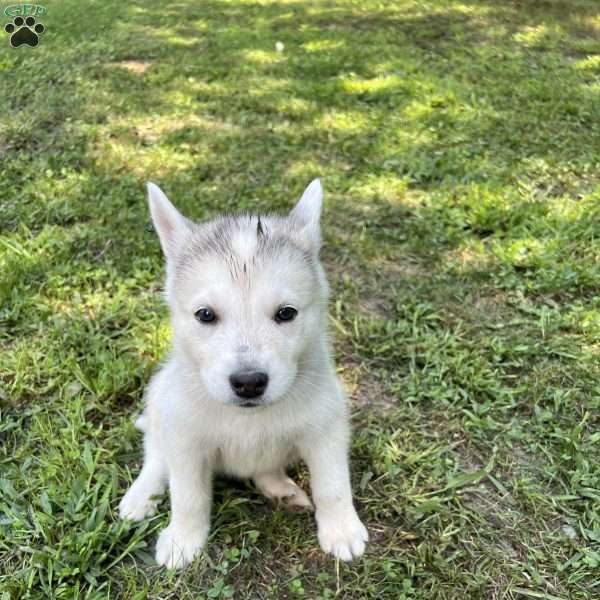 Orange, German Shepherd Mix Puppy