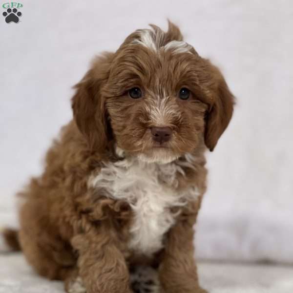 Miggy, Mini Goldendoodle Puppy