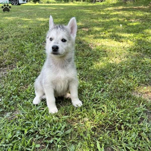 Yellow, German Shepherd Mix Puppy