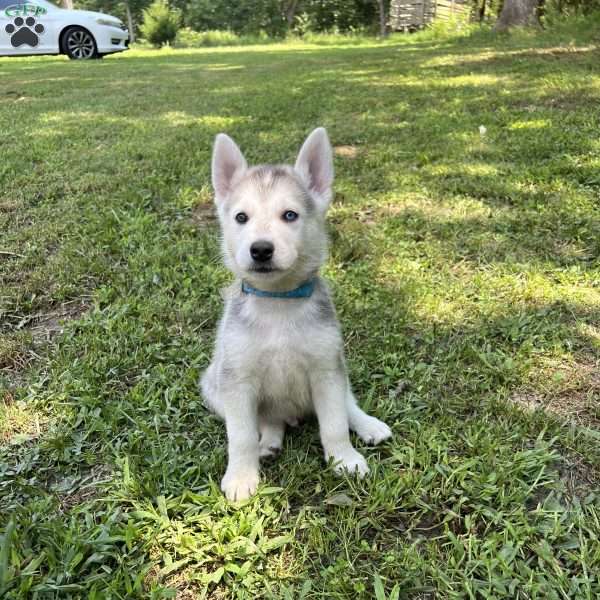 Blue, German Shepherd Mix Puppy