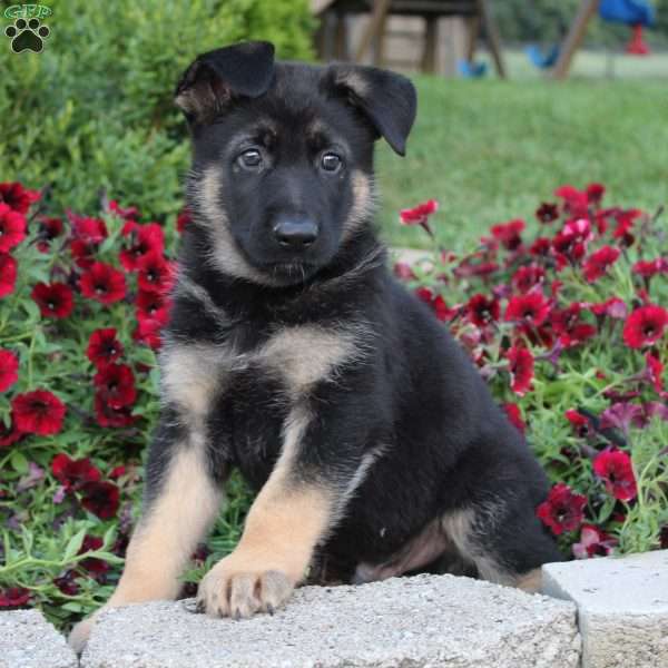 Max, German Shepherd Puppy