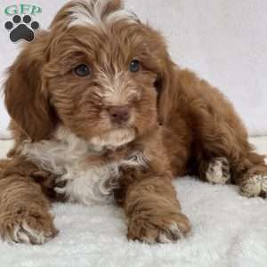 Miggy, Mini Goldendoodle Puppy