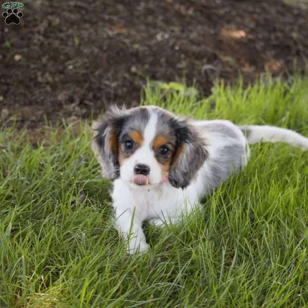 Juli, Cavalier King Charles Spaniel Puppy