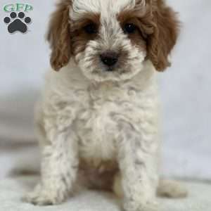 Markie, Mini Goldendoodle Puppy