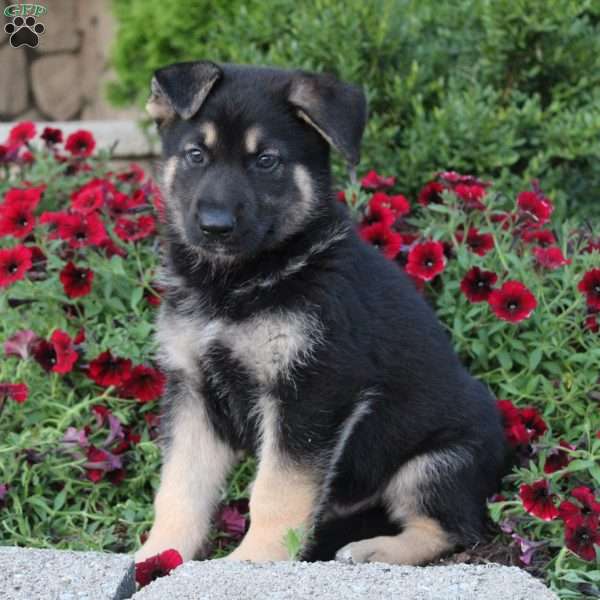 Mikah, German Shepherd Puppy