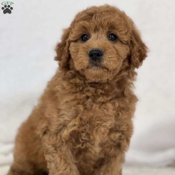 Kingsley, Mini Goldendoodle Puppy