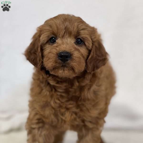 Kobe, Mini Goldendoodle Puppy