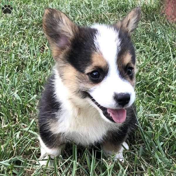 Hank, Pembroke Welsh Corgi Puppy