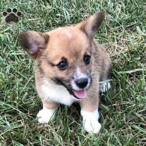 Hazel, Pembroke Welsh Corgi Puppy