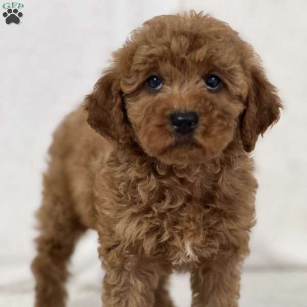 Kaiser, Mini Goldendoodle Puppy