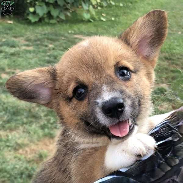 Hazel, Pembroke Welsh Corgi Puppy