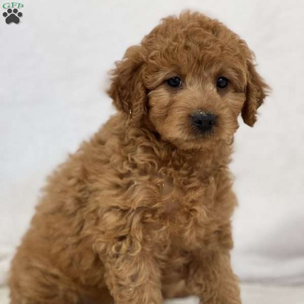 Kale, Mini Goldendoodle Puppy