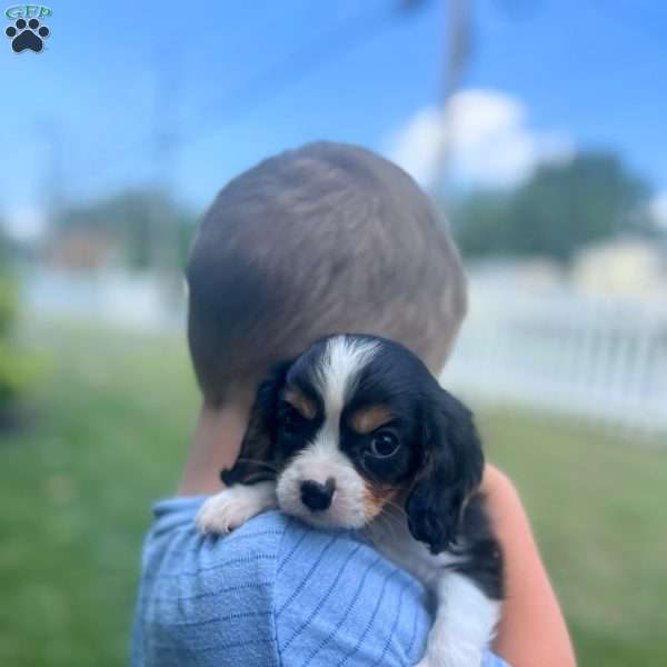 Patrick, Cavalier King Charles Spaniel Puppy