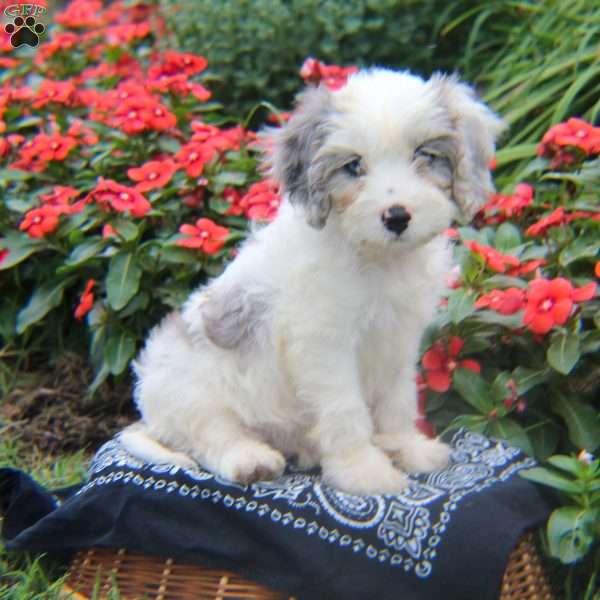 Larson, Cavapoo Puppy