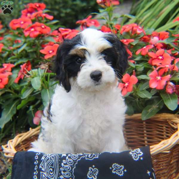 Katy, Cavapoo Puppy