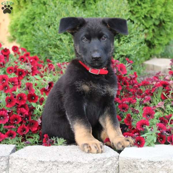 Milo, German Shepherd Puppy