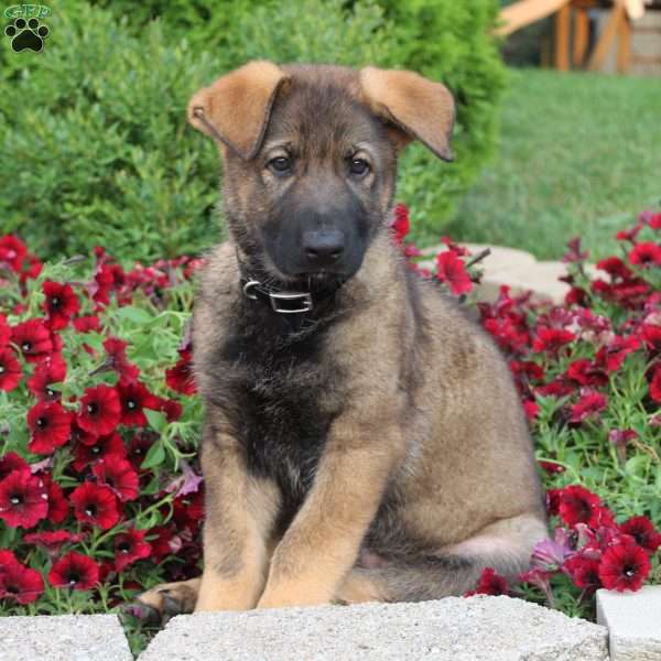 Mason, German Shepherd Puppy