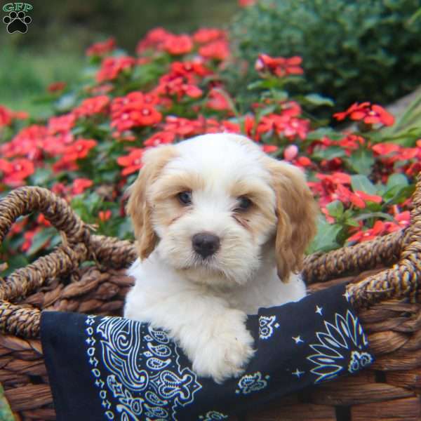 Klay, Cavapoo Puppy