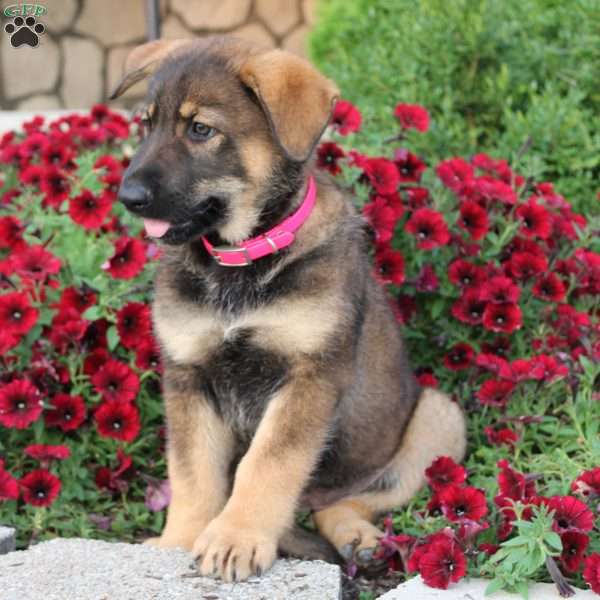 Missy, German Shepherd Puppy