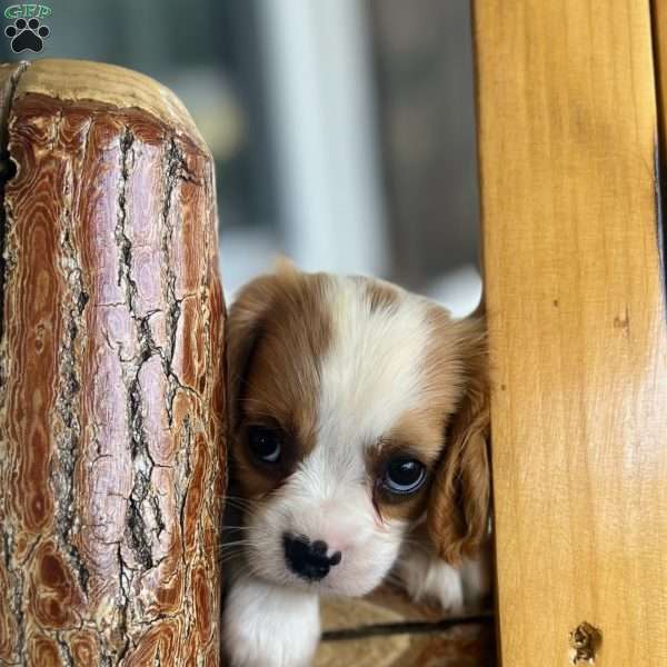 Patches, Cavalier King Charles Spaniel Puppy