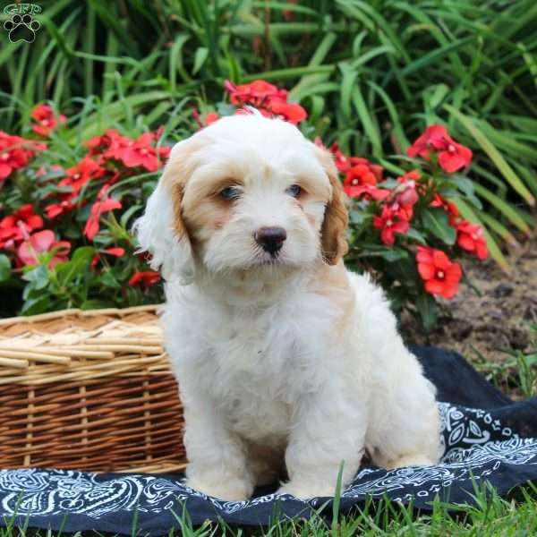 Kari, Cavapoo Puppy