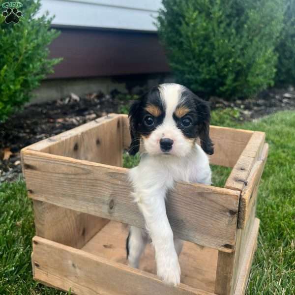 Lissy, Cavalier King Charles Spaniel Puppy