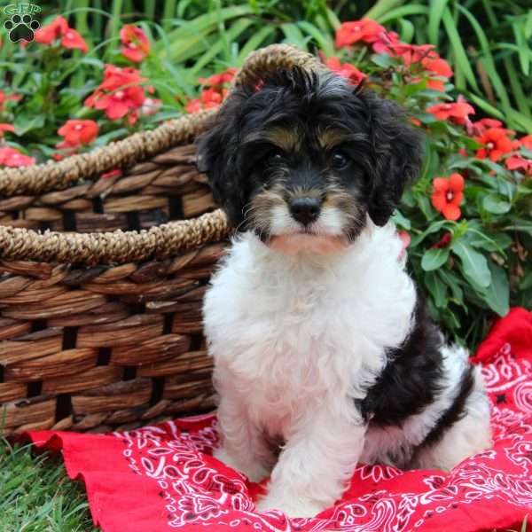 Montae, Cavapoo Puppy