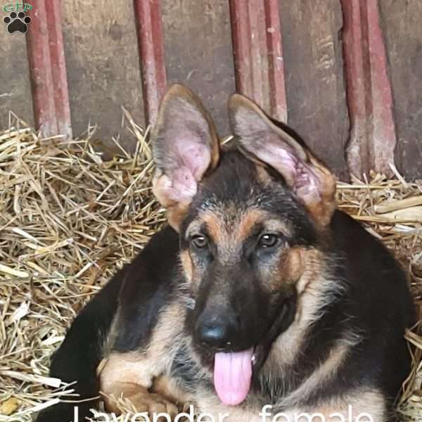 Lavender, German Shepherd Puppy