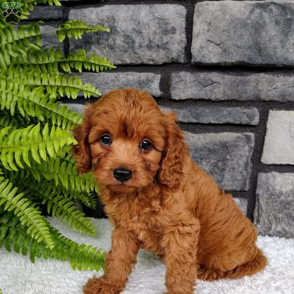 Leo, Cavapoo Puppy