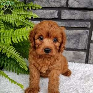 Leo, Cavapoo Puppy